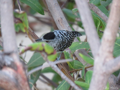 Thamnophilus doliatus capistratus