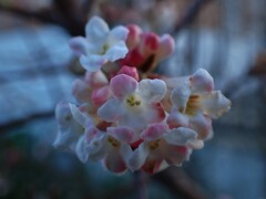 Viburnum