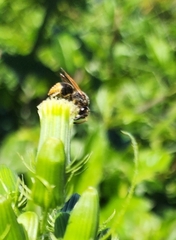 Pachodynerus nasidens