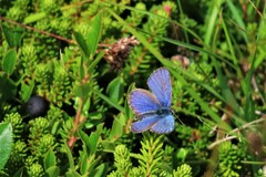 Plebejus idas