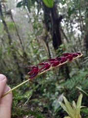 Pleurothallis restrepioides