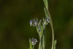 Myosotis discolor