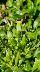 Pachodynerus nasidens