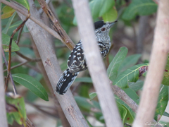 Thamnophilus doliatus capistratus