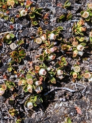 Gaultheria nubicola