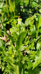 Pachodynerus nasidens