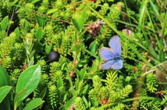 Plebejus idas