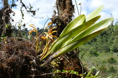Maxillaria luteoalba