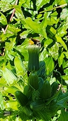 Pachodynerus nasidens