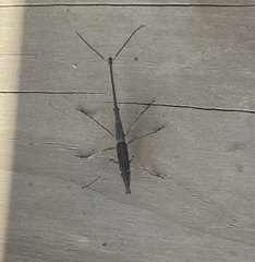 Lasiorhynchus barbicornis