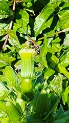 Pachodynerus nasidens