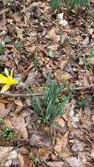 Narcissus pseudonarcissus
