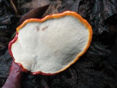 Ganoderma lucidum