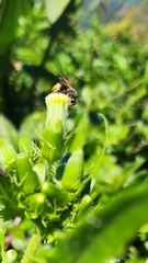 Pachodynerus nasidens