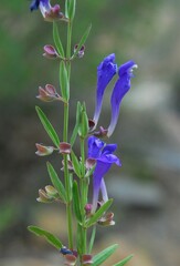 Scutellaria siphocampyloides