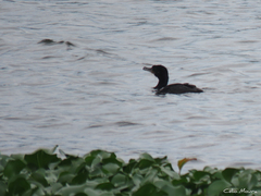 Nannopterum brasilianum brasilianum