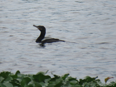 Nannopterum brasilianum brasilianum