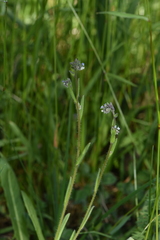 Myosotis discolor