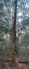 Shorea robusta