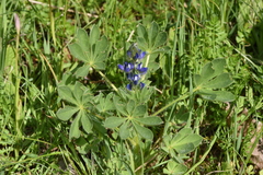 Lupinus micranthus