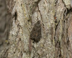 Eudonia submarginalis