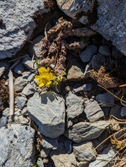 Ranunculus sericophyllus