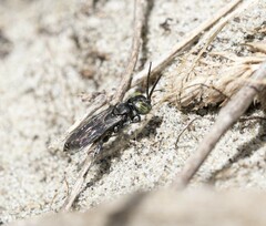 Tachysphex nigerrimus