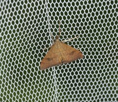 Mnesictena flavidalis