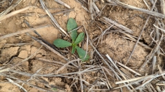 Tomostima cuneifolia