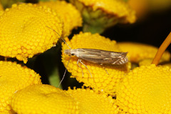 Isophrictis striatella