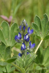 Lupinus micranthus