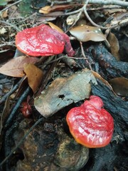Ganoderma lucidum