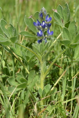 Lupinus micranthus
