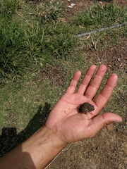 Anaxyrus compactilis