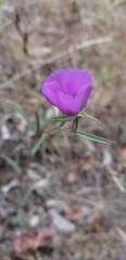 Clarkia tenella