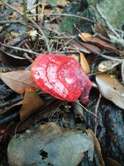 Ganoderma lucidum