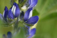 Lupinus micranthus