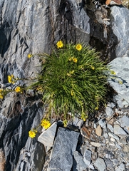 Dolichoglottis lyallii