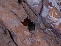 Peropteryx