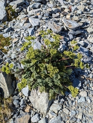 Anisotome pilifera