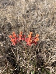 Asclepias lanceolata