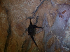 Peropteryx
