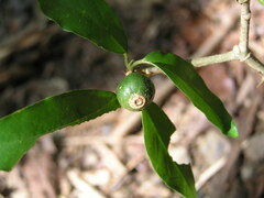 Benkara sinensis