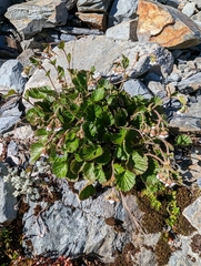 Geum cockaynei
