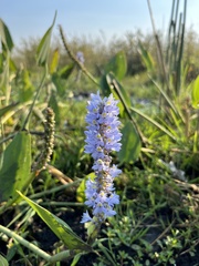 Pontederia cordata