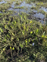 Pontederia cordata