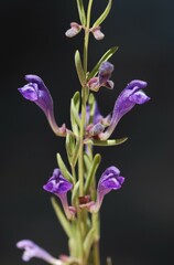 Scutellaria siphocampyloides