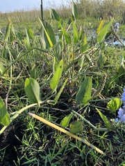 Pontederia cordata