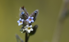 Myosotis discolor