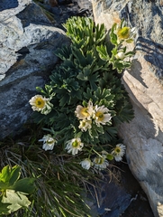 Ranunculus buchananii